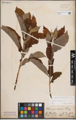 Foto von Salix caprea L.